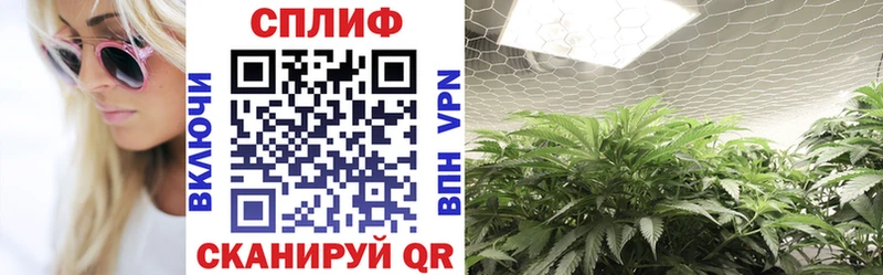 где можно купить   Моздок  Шишки марихуана план 